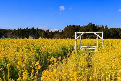アスピア玉城の写真「冬の菜の花と白いブランコ」
