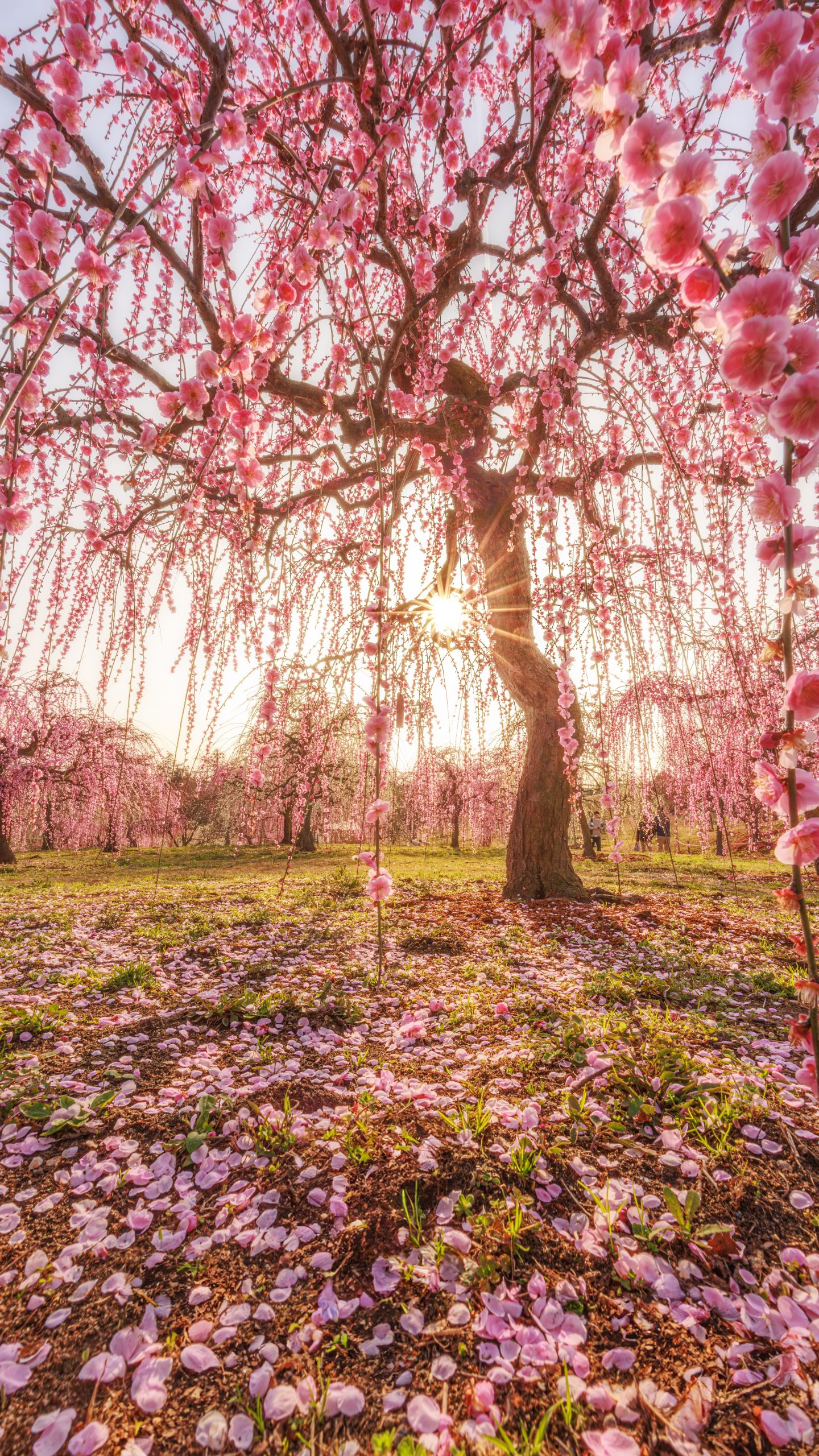 無料スマホ壁紙 西陽としだれ梅の絶景。AndroidとiPhoneに対応した4K高画質の無料待ち受け画像。三重県津市のかざはやの里で撮影したフリー写真素材