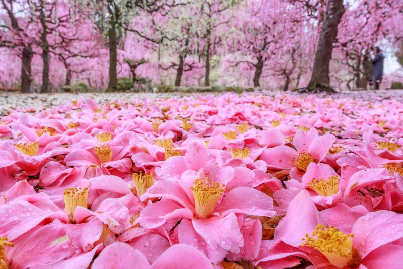 結城神社の梅苑の写真「雨粒がつく椿のじゅうたん」