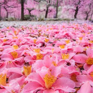 結城神社の梅苑の写真「椿と梅の紅白じゅうたん」