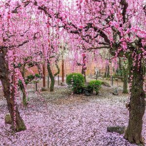 紅白に降り積もるしだれ梅のじゅうたん