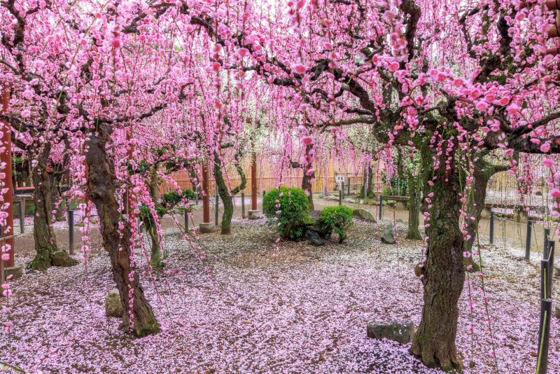 結城神社の梅苑の写真「紅白に降り積もるしだれ梅のじゅうたん」