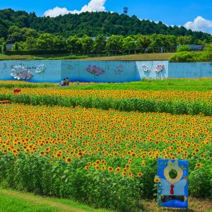 夏雲と無数のひまわり