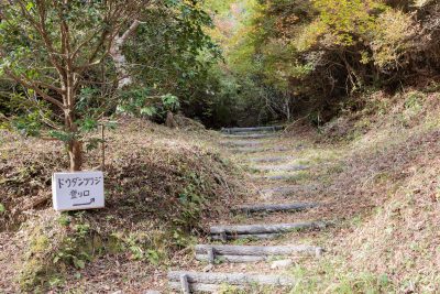 丸山公園のドウダンツツジの写真「ドウダンツツジの入口」