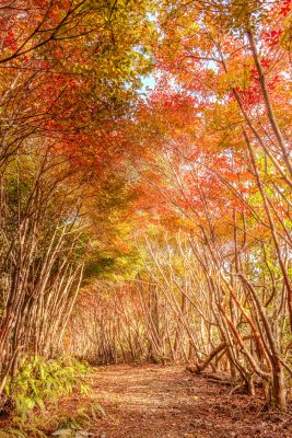 紅葉するトトロの森