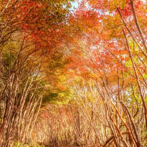 丸山公園のドウダンツツジの写真「紅葉するトトロの森」