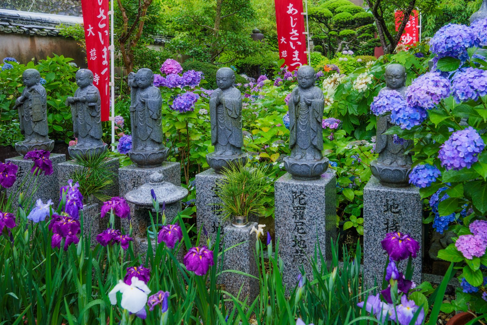 地蔵と紫陽花と花菖蒲