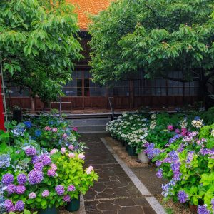 本堂近くの紫陽花