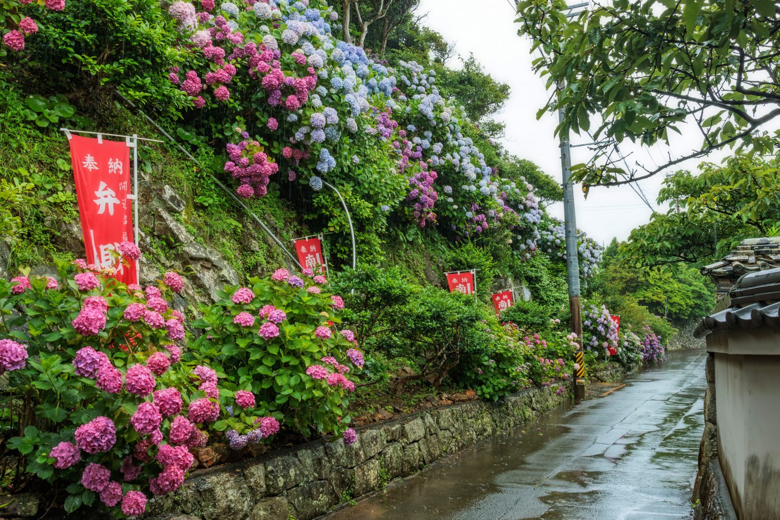 斜面に咲く紫陽花