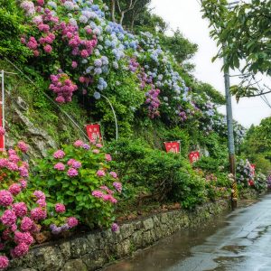斜面に咲く紫陽花
