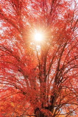 飯南高校のハナノキの写真「真っ赤なハナノキと太陽」