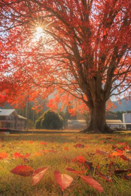 飯南高校のハナノキの写真「秋の四重奏」