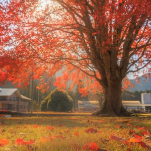 飯南高校のハナノキの写真「秋の四重奏」