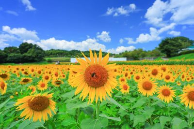 とことめの里 一志の写真「ひまわりとハナアブ」