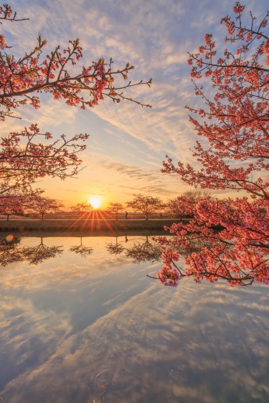 笠松河津桜ロードの写真「河津桜と朝陽のリフレクション」