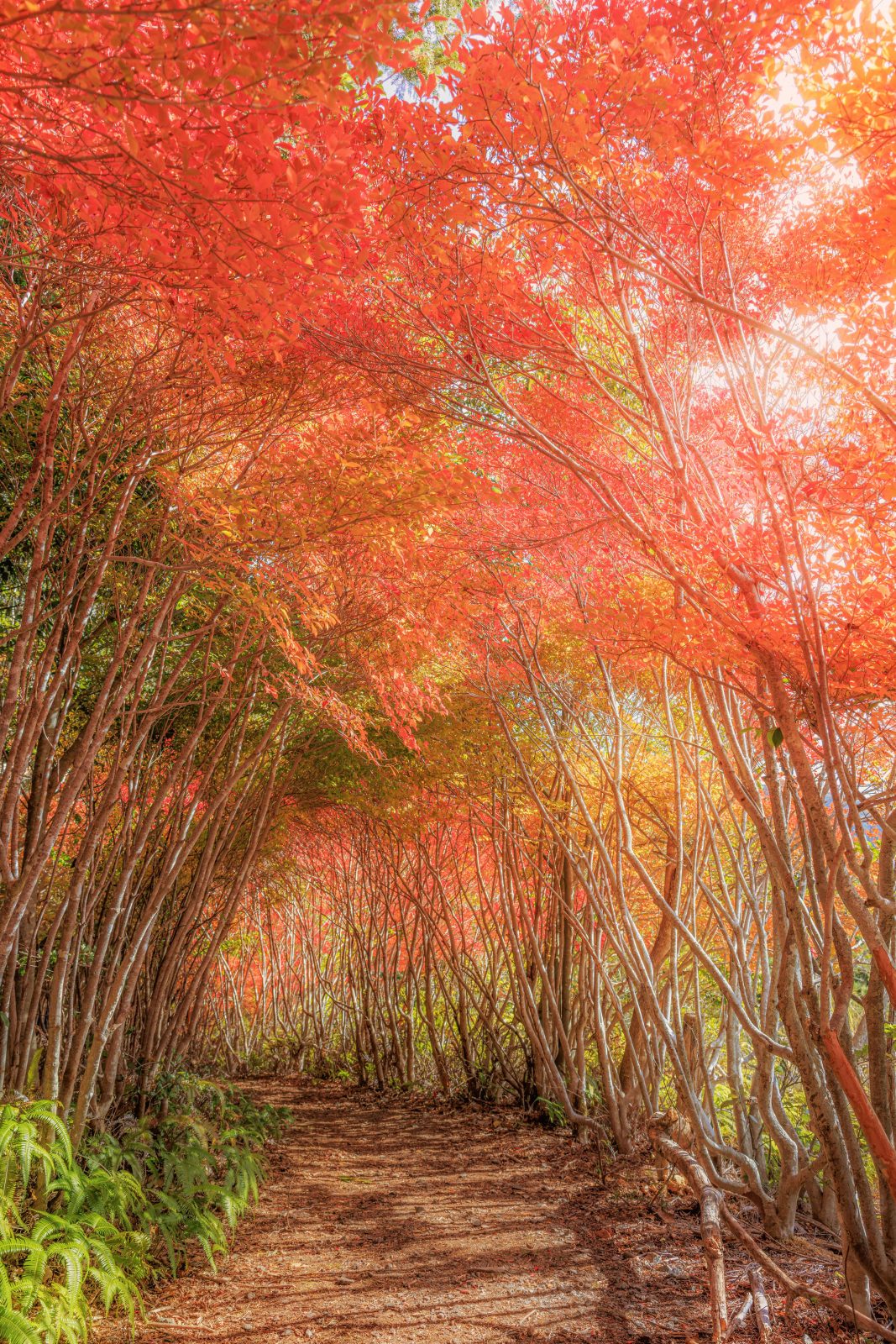 丸山公園のドウダンツツジの写真「真っ赤に色づくトトロの森」