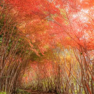 丸山公園のドウダンツツジの写真「真っ赤に色づくトトロの森」