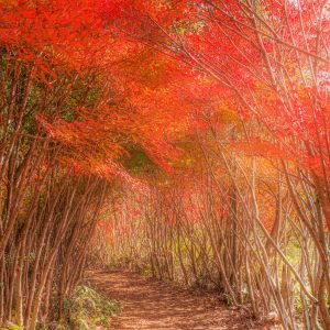 丸山公園のドウダンツツジの写真