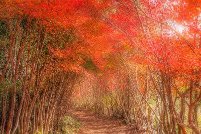 丸山公園のドウダンツツジの観光情報と写真一覧