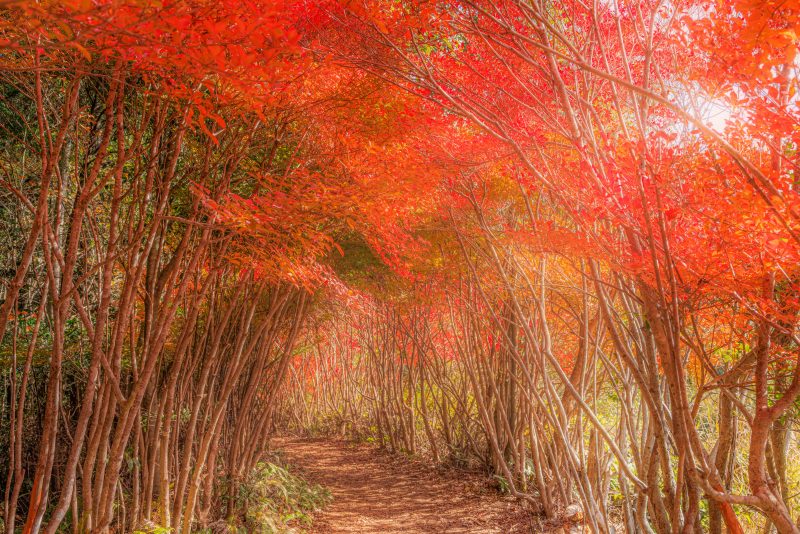 丸山公園のドウダンツツジの写真「紅葉の見頃ピークで真っ赤なドウダンツツジ」