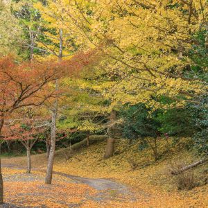 銀杏の絨毯