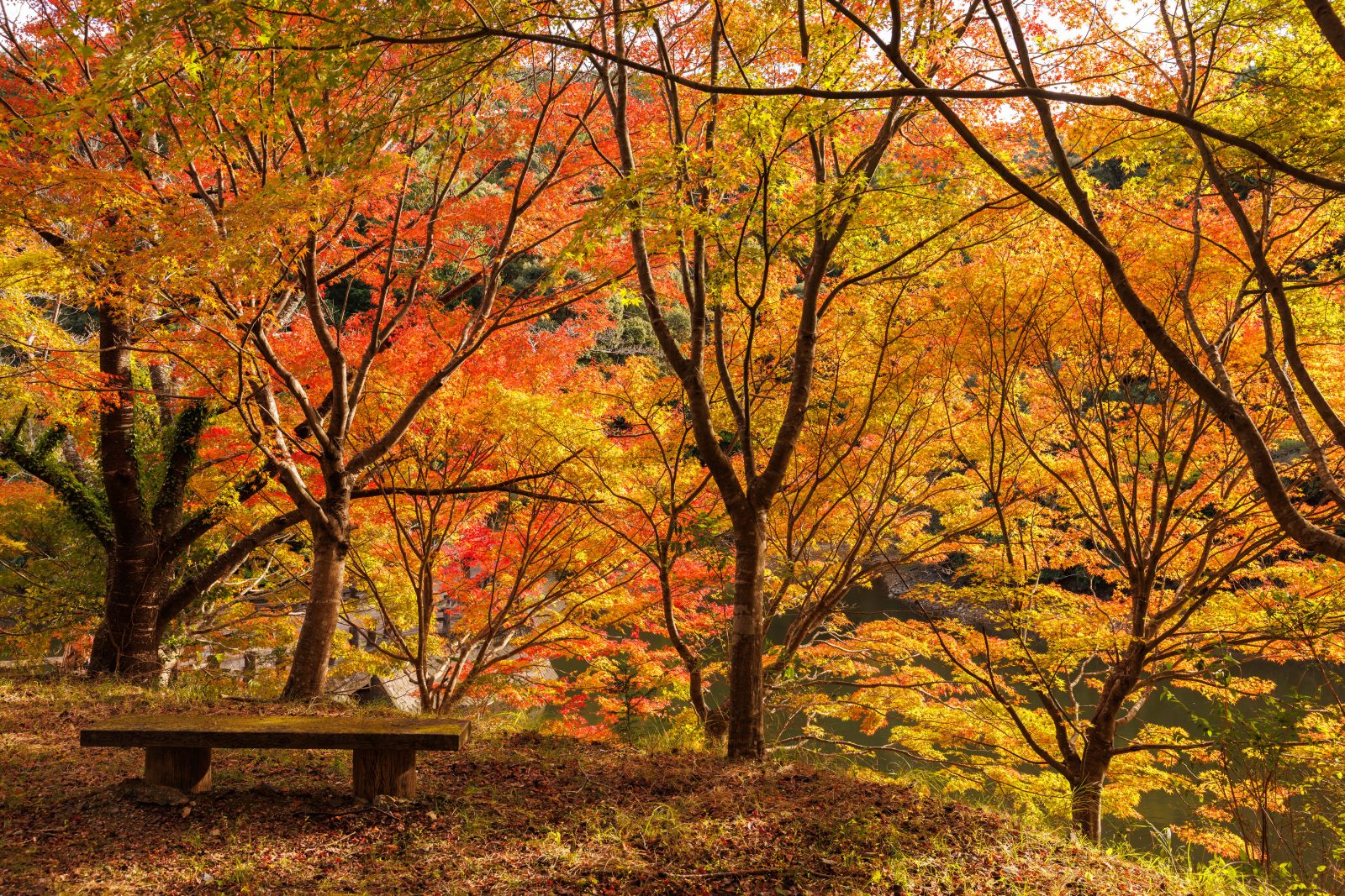 真手公園の写真「紅葉の壁」