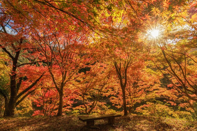 真手公園の写真「紅葉に包まれるベンチ」