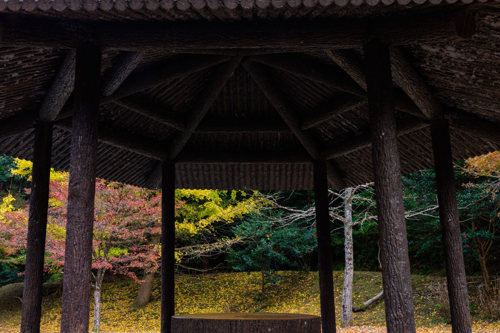 真手公園の写真「駐車場近くの東屋と銀杏」