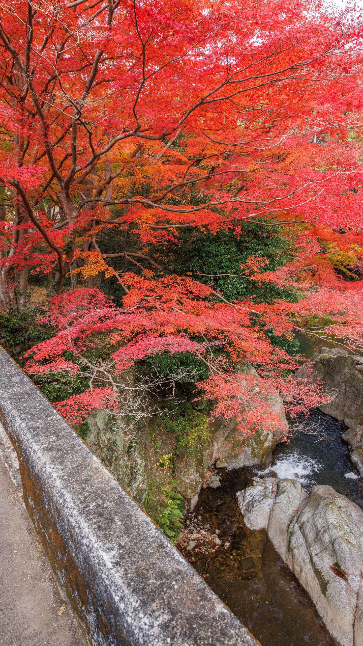 無料スマホ壁紙 忍田橋から眺める真っ赤な紅葉。AndroidとiPhoneに対応した4K高画質の無料待ち受け画像。三重県津市の河内渓谷で撮影したフリー写真素材