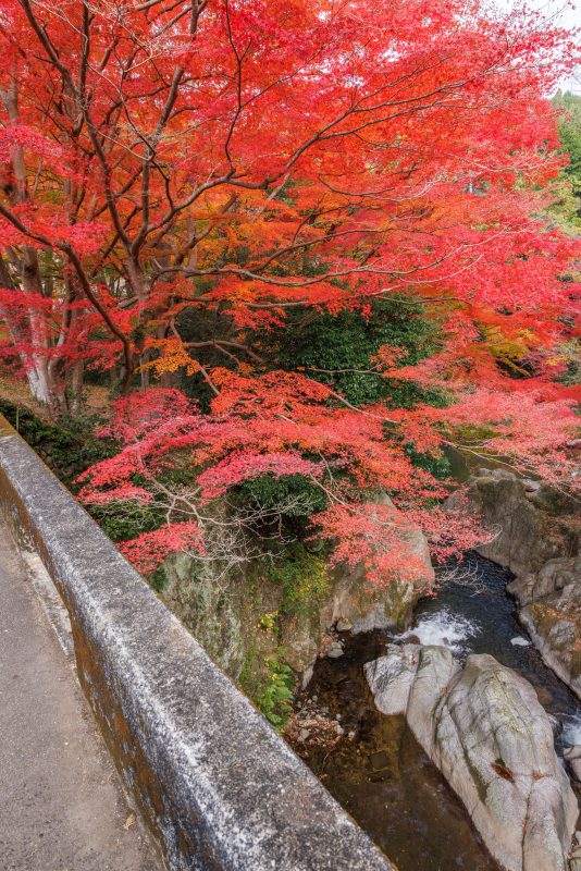 河内渓谷の写真「忍田橋から眺める真っ赤な紅葉」