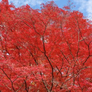 紅葉のシャンデリア