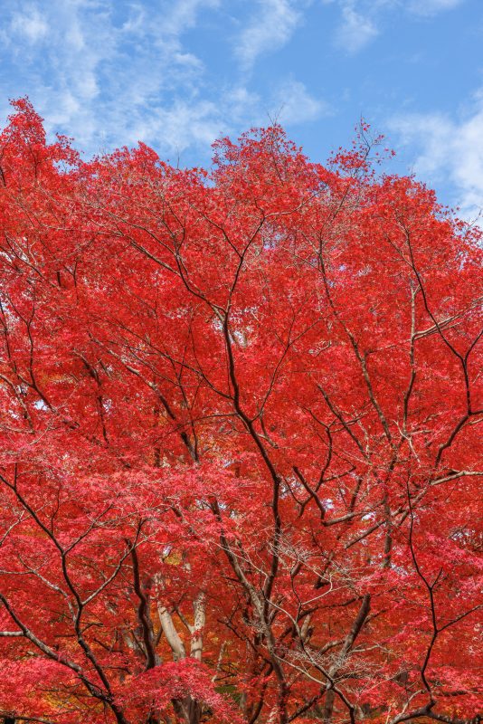 河内渓谷の写真「紅葉のシャンデリア」