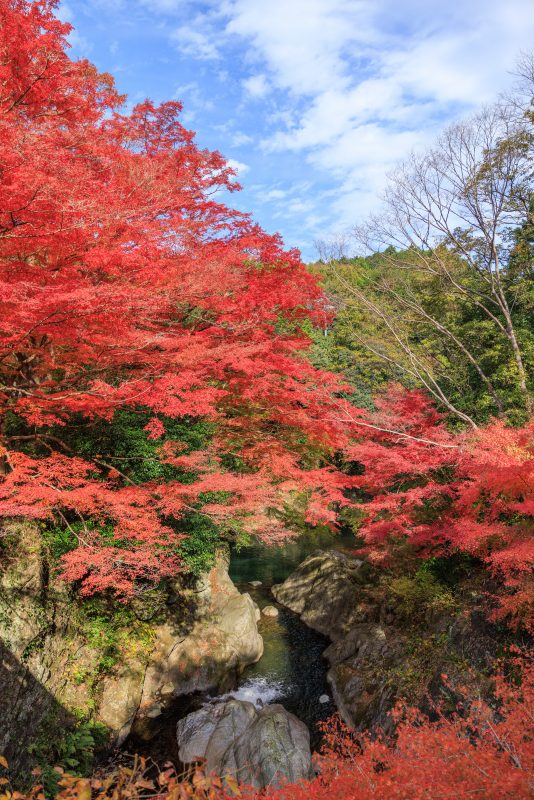 河内渓谷の写真「紅葉に包まれる渓谷」