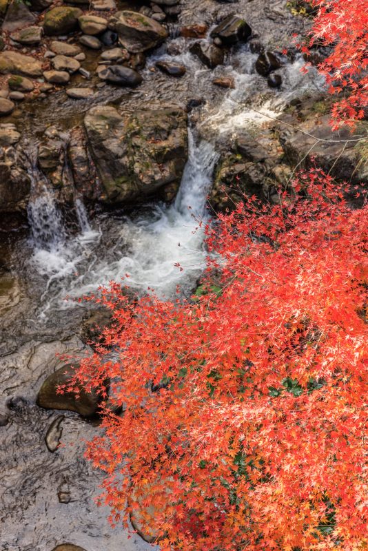 河内渓谷の写真「小さな滝と紅葉」