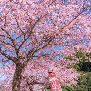 無料スマホ壁紙 チェックの衣装でお花見。AndroidとiPhoneに対応した4K高画質の無料待ち受け画像。三重県紀北町の種まき権兵衛の里の河津桜で撮影したフリー写真素材