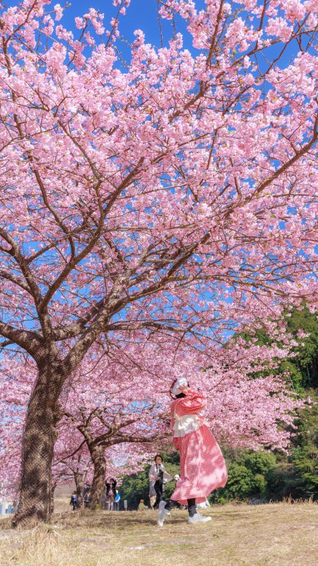 種まき権兵衛の里の河津桜の写真「チェックの衣装でお花見」