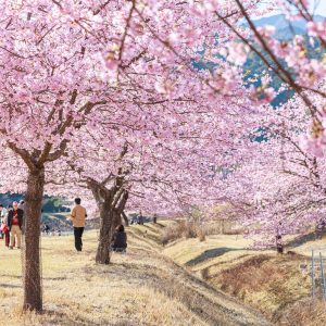 お花見を楽しむ人々