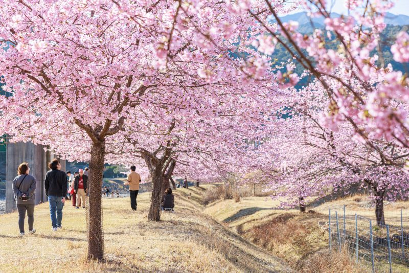 種まき権兵衛の里の河津桜の写真「お花見を楽しむ人々」