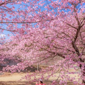 無料スマホ壁紙 青空を河津桜の隙間から覗く。AndroidとiPhoneに対応した4K高画質の無料待ち受け画像。三重県紀北町の種まき権兵衛の里の河津桜で撮影したフリー写真素材