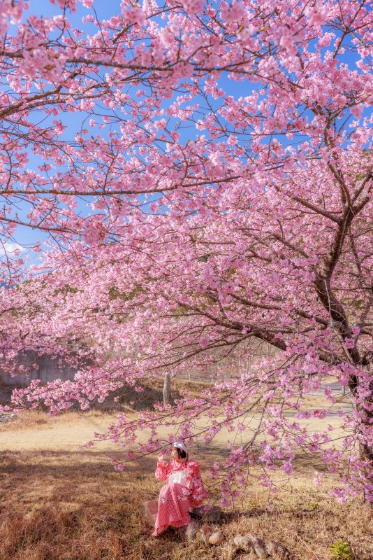 種まき権兵衛の里の河津桜の写真「青空を河津桜の隙間から覗く」