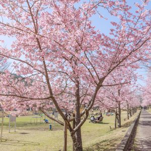 河津桜ロードの入口