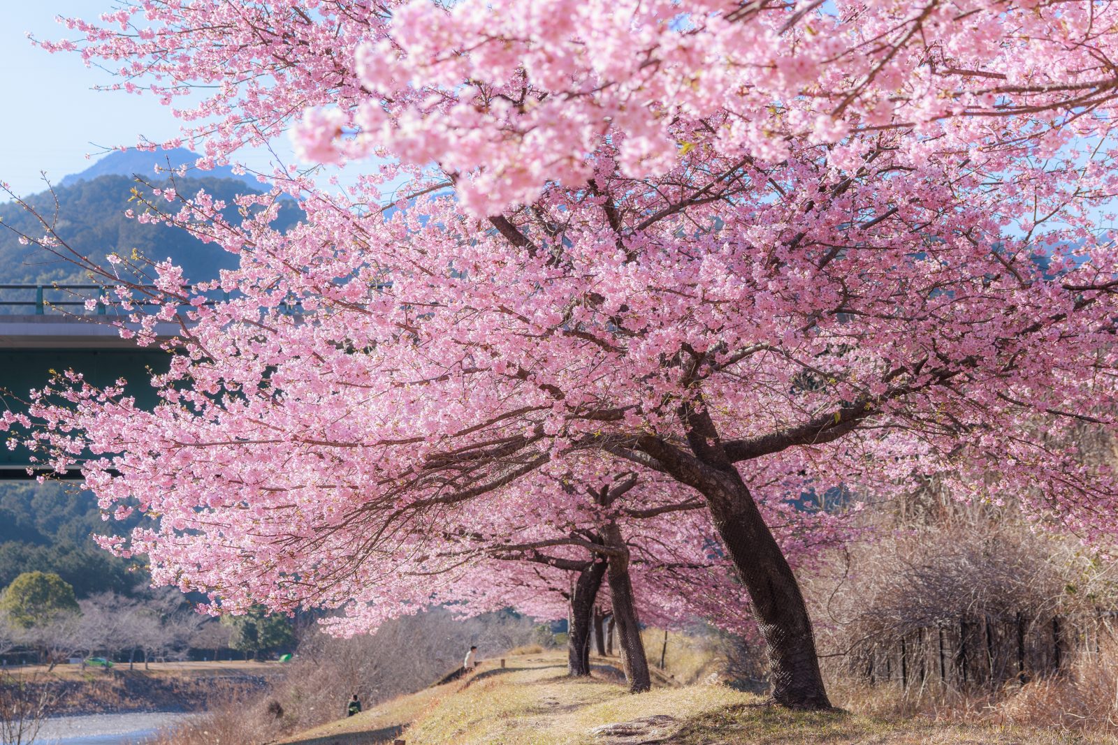 種まき権兵衛の里の河津桜