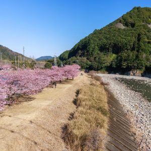 無料壁紙 河津桜と銚子川。PCとデスクトップ壁紙に最適な4K高画質の無料壁紙。三重県紀北町の種まき権兵衛の里の河津桜で撮影したフリー写真素材