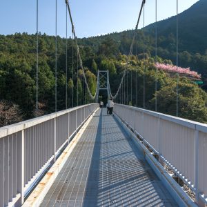 無料壁紙 平尾吊橋。PCとデスクトップ壁紙に最適な4K高画質の無料壁紙。三重県紀北町の種まき権兵衛の里の河津桜で撮影したフリー写真素材