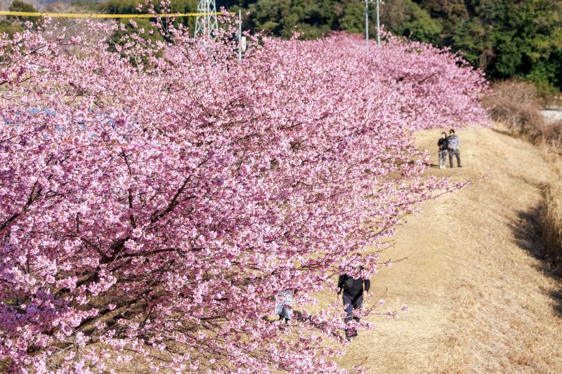 種まき権兵衛の里の河津桜の写真「河津桜の並木を歩く人」