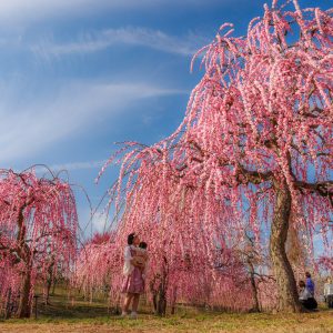 かざはやの里の写真「見頃を迎えたしだれ梅」