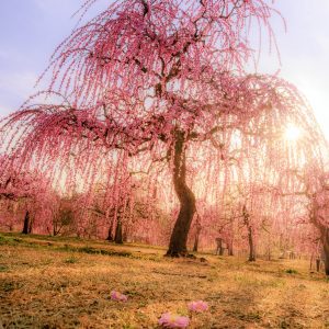 かざはやの里の写真「西陽で輝く梅」