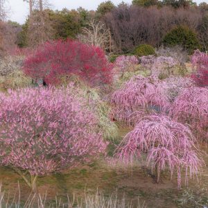 かざはやの里の写真「丘の上からしだれ梅を見下ろす」