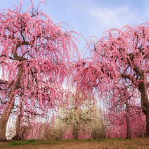 かざはやの里の写真「立派な紅白のしだれ梅」
