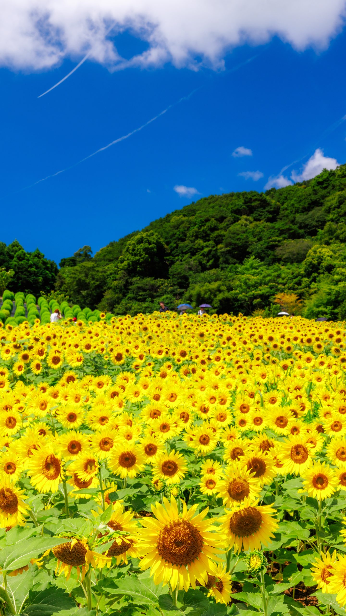 無料スマホ壁紙 眩しい真夏のひまわり。AndroidとiPhoneに対応した4K高画質の無料待ち受け画像。三重県志摩市の志摩市観光農園で撮影したフリー写真素材